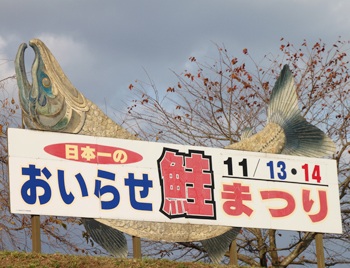おいらせ鮭まつりで鮭のつかみどり