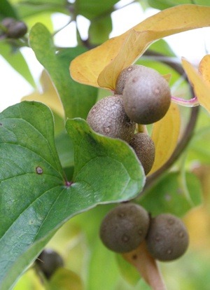 ながいもの赤ちゃん『むかご』