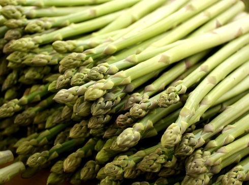 地吹雪のメッカ津軽半島で栽培されている冬の寒熟アスパラガス