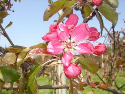 りんごの花びらまで赤く染まる「赤～いりんごの並木道」
