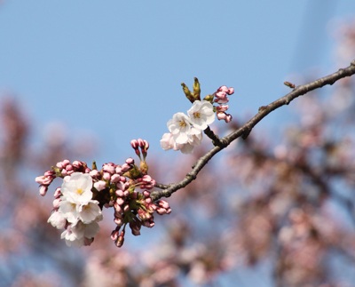 あおもり元気まつり開催中です！