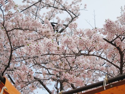 まだまだ桜は見応え十分です。