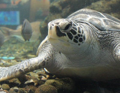 カメ吉たちは元気です！（八戸市水産科学館マリエント）