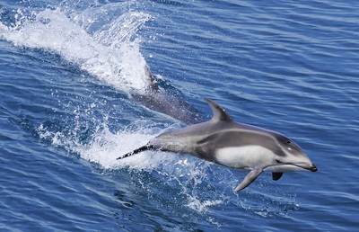 むつ湾クルーズで「ザ・イルカショー」