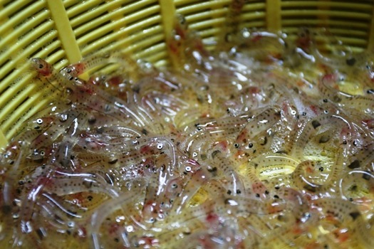 「せっちゃんのエクスペリヤンスの家」でシロウオ躍り食い♪