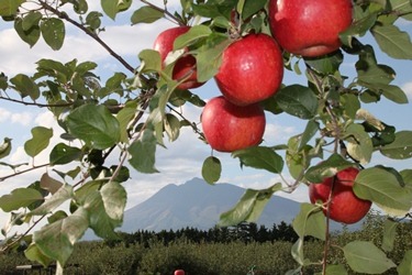 リンゴ６個分をぎゅっと凝縮！純粋シロップ「りんごの秘蜜」