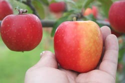 三戸町で出会った！小さな小さなりんご「ミニふじ」