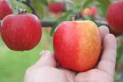 三戸町で出会った！小さな小さなりんご「ミニふじ」