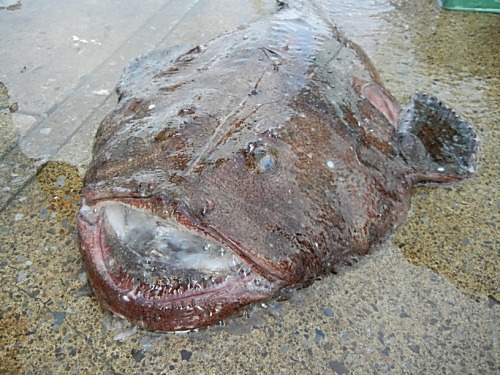 風間浦村“鮟鱇（あんこう）まつり”がアツい！