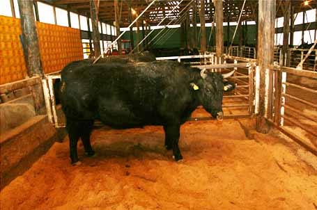 青森県が全国に誇る稀代の黒毛和牛「あおもり倉石牛」