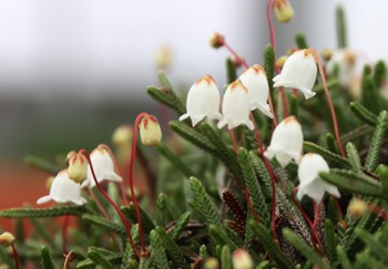 山野草が開花しました　～お山のおもしえ学校～