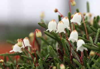 山野草が開花しました　～お山のおもしえ学校～