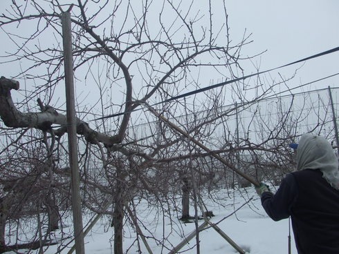 青森りんごの「整枝・剪定」知ってますか。