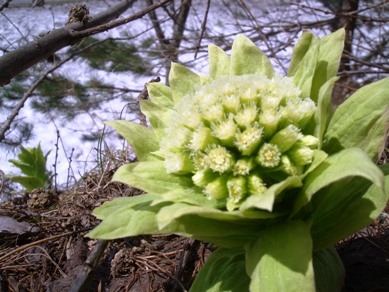 春の皿には苦みを盛れ