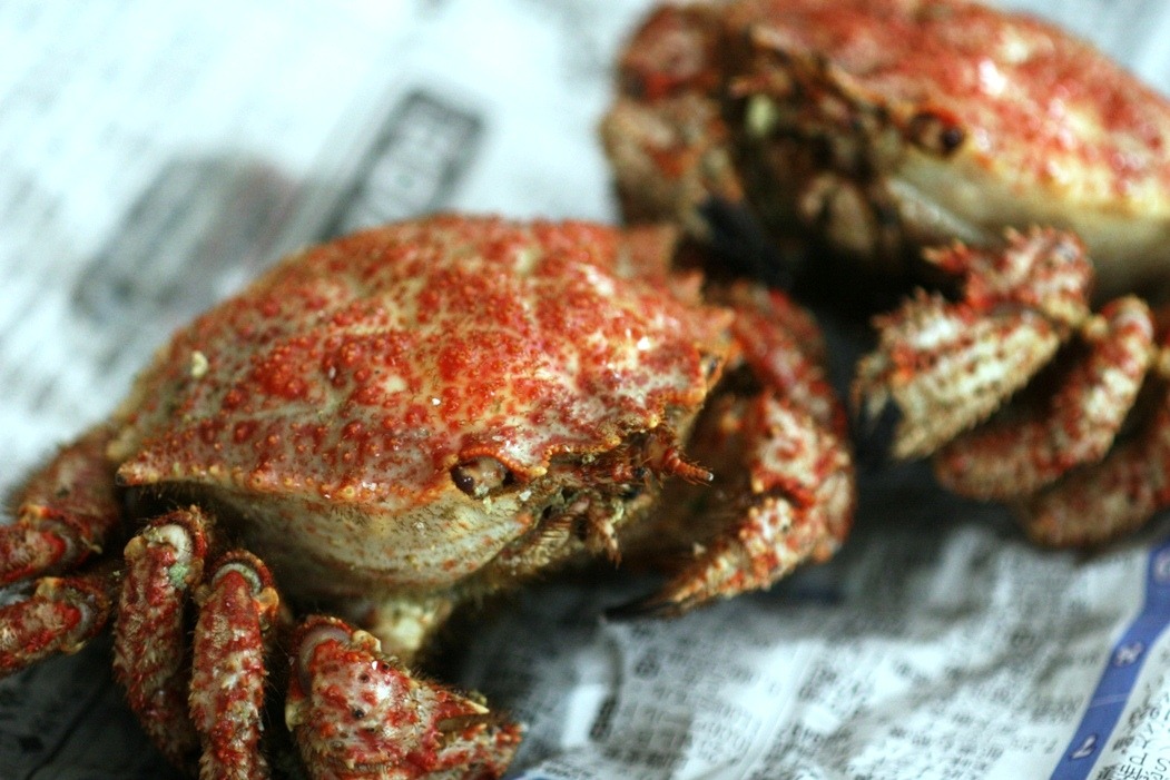 美味しいトゲクリガニの選び方