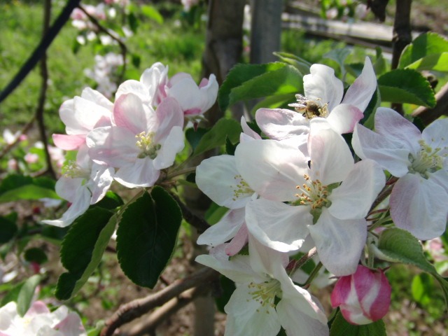 りんご生産者が、ハチを増殖中！