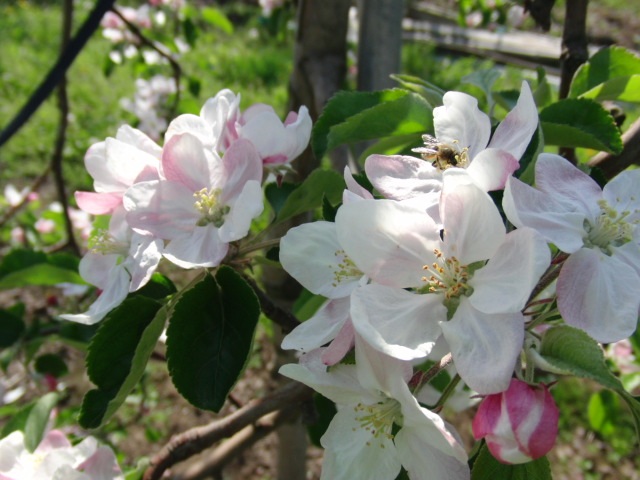 りんご生産者が、ハチを増殖中！