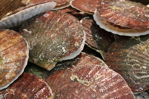 ホタテをさばく、食す。