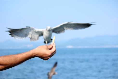 青森湾でかもめと遊ぶ