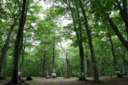 八甲田山「箒場の森」のアートな写真展