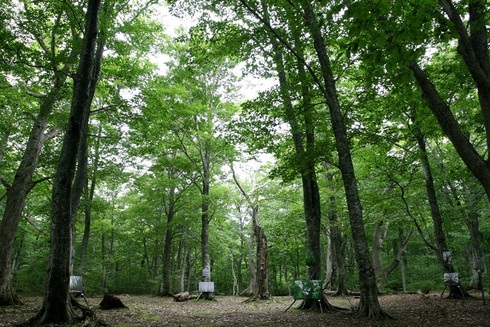 八甲田山「箒場の森」のアートな写真展