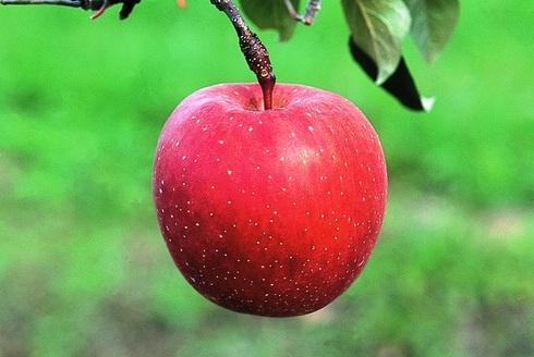 今が旬！青森りんごを収穫しよう