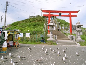 ウミネコ繁殖地 蕪島　観察できるのはあと少し!!