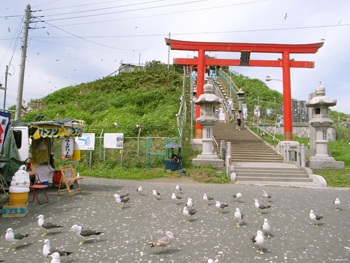 ウミネコ繁殖地 蕪島　観察できるのはあと少し!!