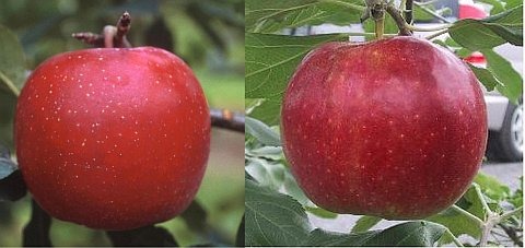 夏においしい？秋を告げる？りんごの新品種