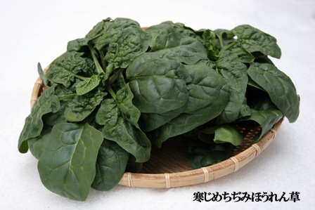 寒さを味方にしたすごい野菜「寒じめ菜」