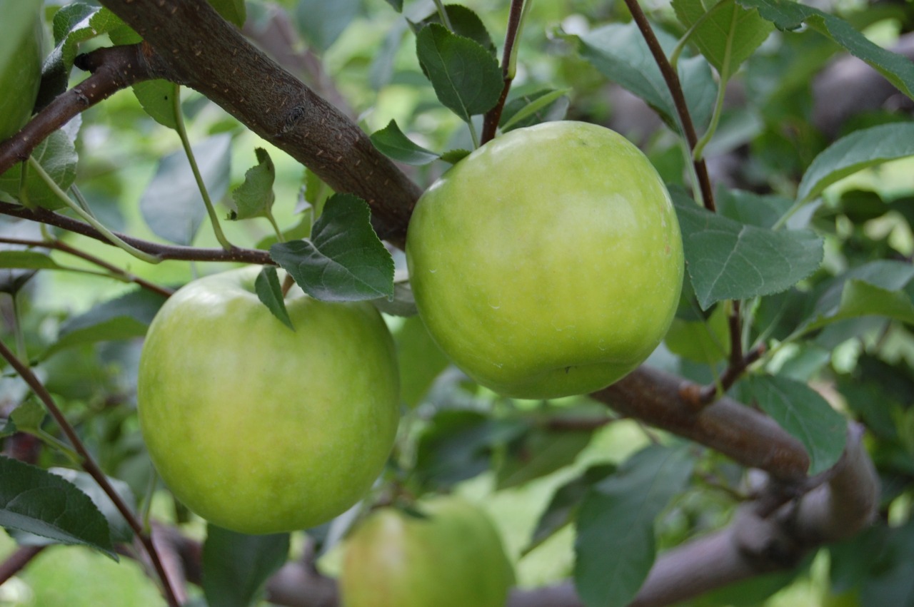 酸っぱい！美味しい！はつ恋ぐりん