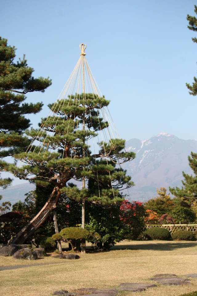 雪国の巧みで美しいワザ、弘前城の雪吊り