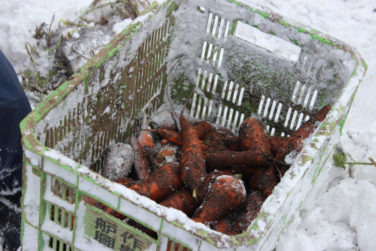 雪の下で熟すフルーツのような甘さの"ふかうら雪人参"