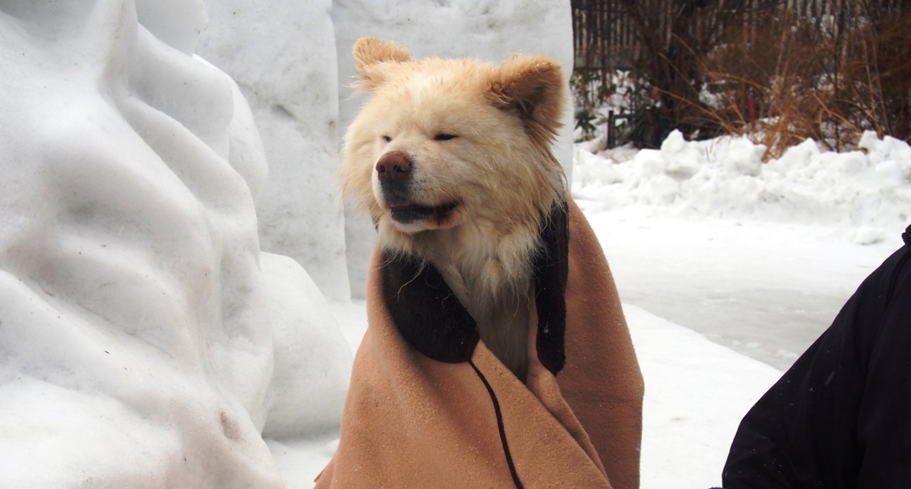 鰺ヶ沢で地吹雪体験！～ゆる湯る鰺ヶ沢de地吹雪体験～ 　わさおも角巻。