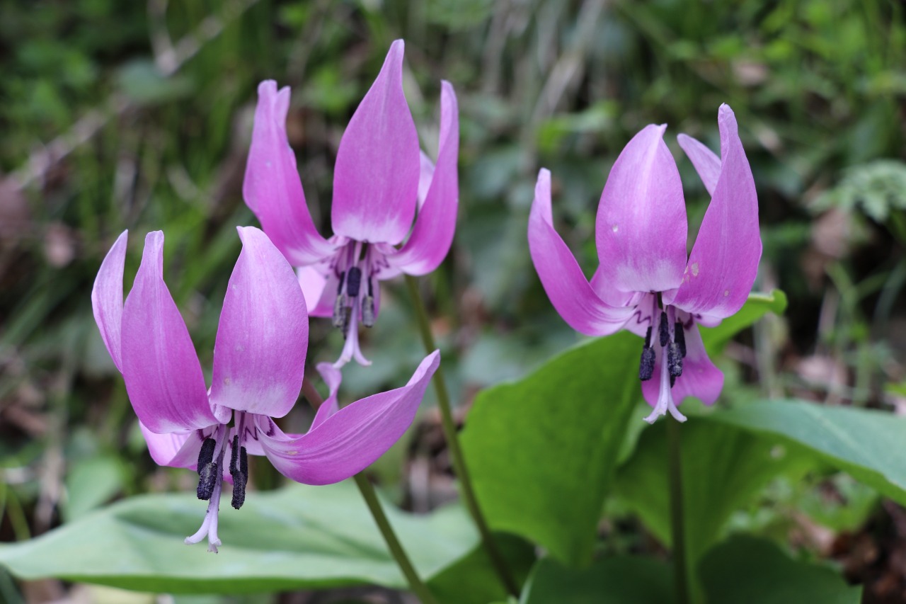 青森市浅虫　湯の島のカタクリが見頃です