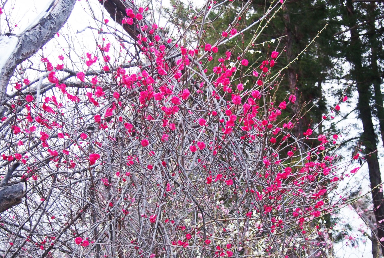 梅の香りにさそわれて　～弘前市天満宮の梅と津軽の梅干菓子～