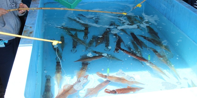 「なかどまりヤリイカ味覚まつり」でヤリイカ釣りに挑戦～道の駅こどまり「ポントマリ」～