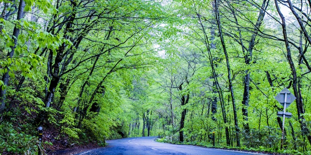 今がおすすめです！新緑の奥入瀬渓流。