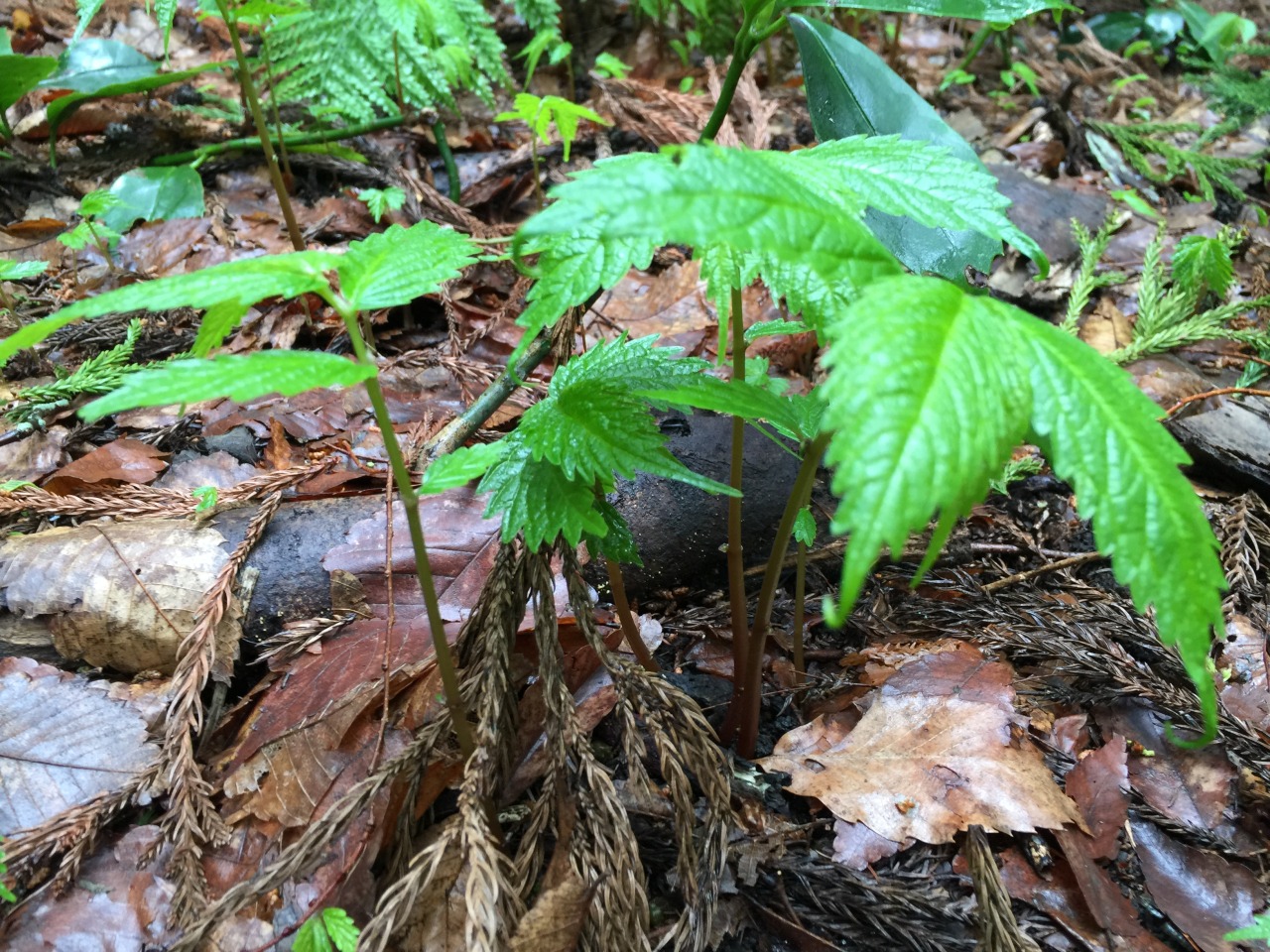 山菜の王様が採れはじめました。