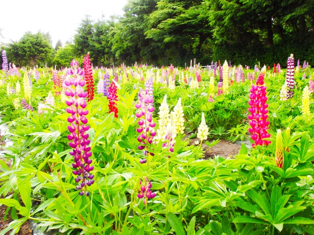 十和田市の鯉艸郷（りそうきょう）で、ルピナスが満開で見頃です！