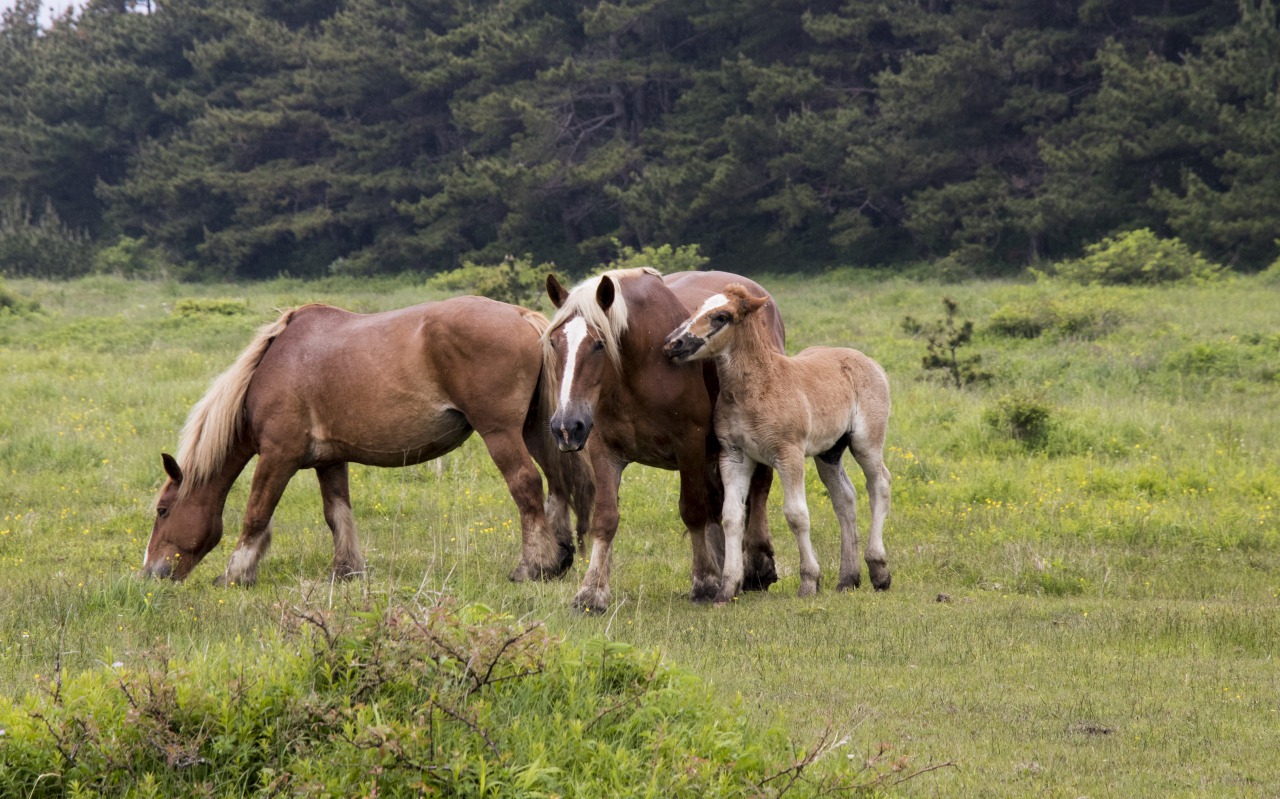 寒立馬に会いに本州最北端の尻屋崎へ!
