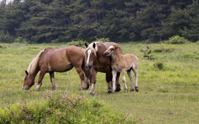 寒立馬に会いに本州最北端の尻屋崎へ！