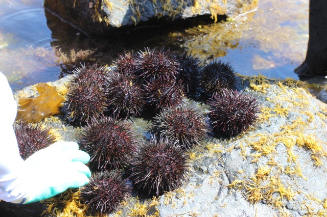 ゆかい村観光ウニ園モニター体験してきました！（下北郡風間浦村）