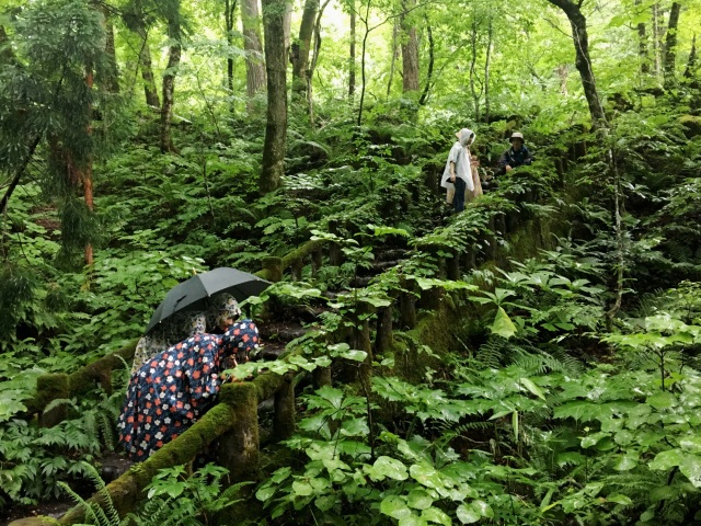 来たぜ、奥入瀬。苔だらけ！
