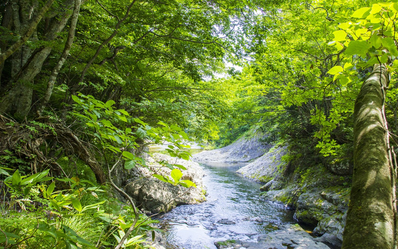 奥薬研で温泉と森林浴を楽しむ!