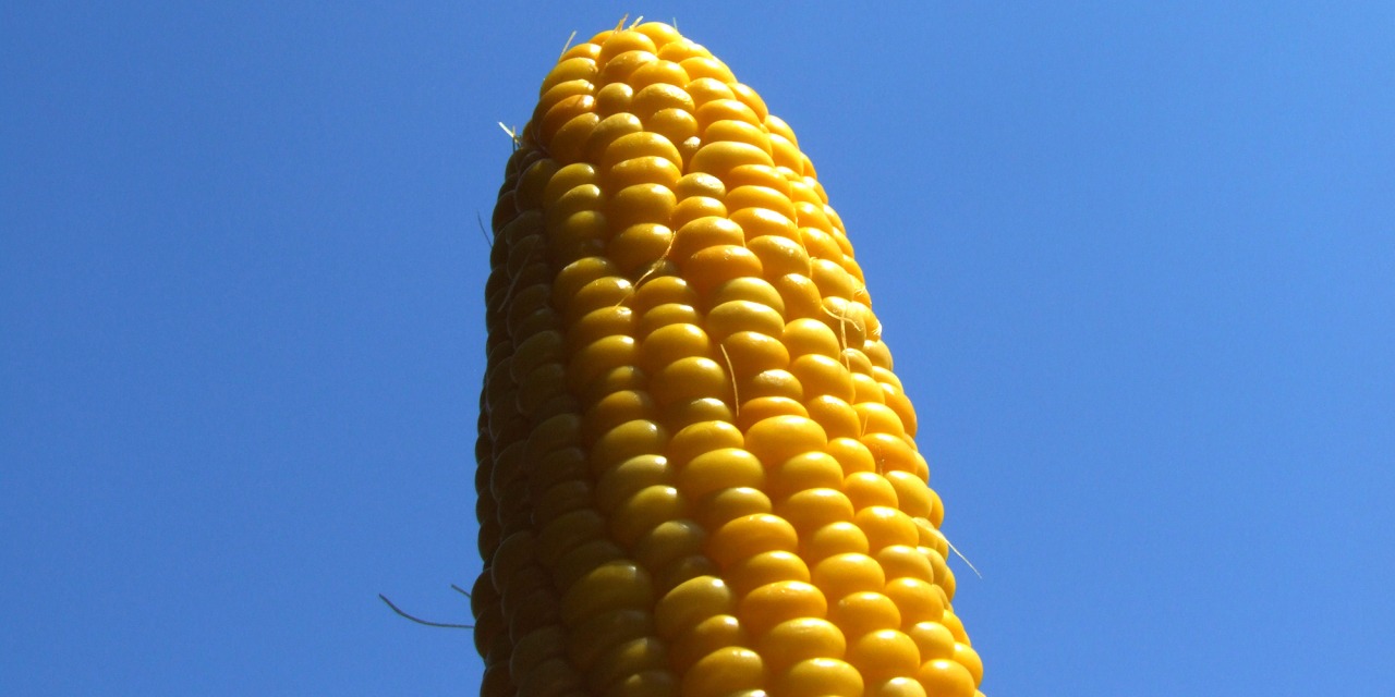 今年も「嶽きみ」サイコー