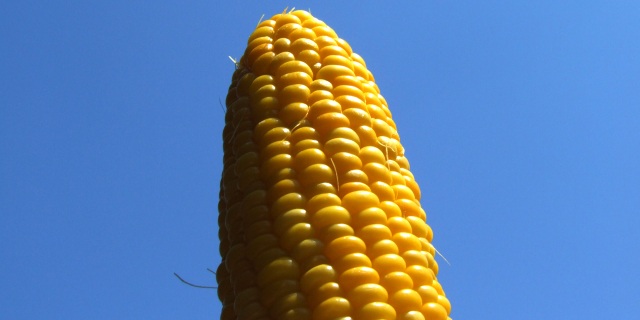 今年も「嶽きみ」サイコー