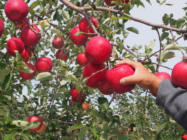 真っ赤な果実が待っている　～りんご畑でピクニック～