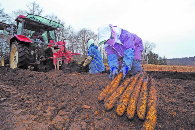 色白で粘りが強い、秋堀り十和田のながいも