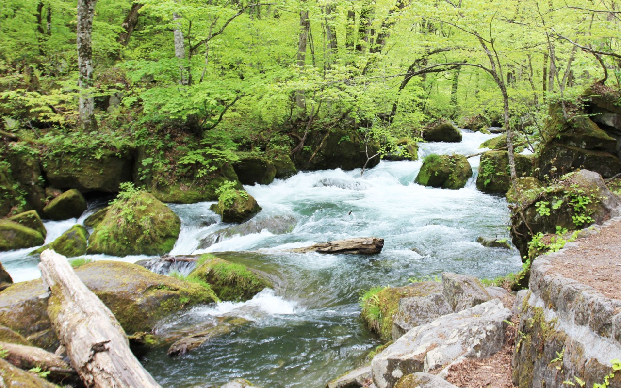 今しかないんです！　～新緑の奥入瀬渓流～